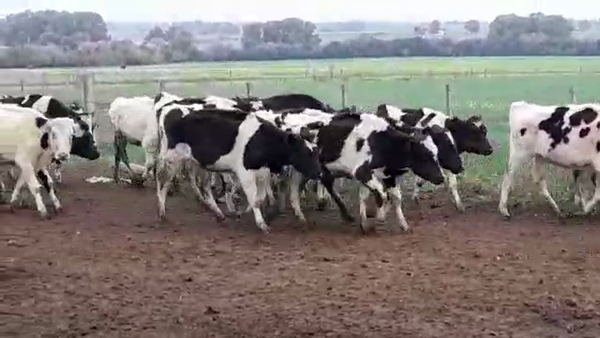 Lote TERNERAS HOLANDO