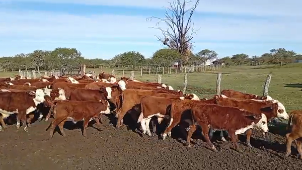Lote 93 Terneros/as en Corrientes, Curuzú-Cuatiá