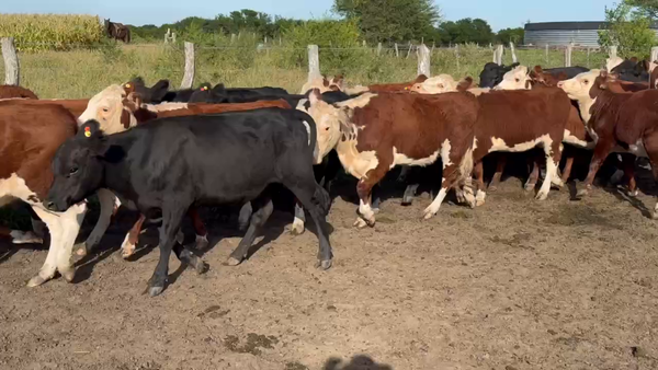 Lote 90 Terneras en Maciá, Entre Ríos