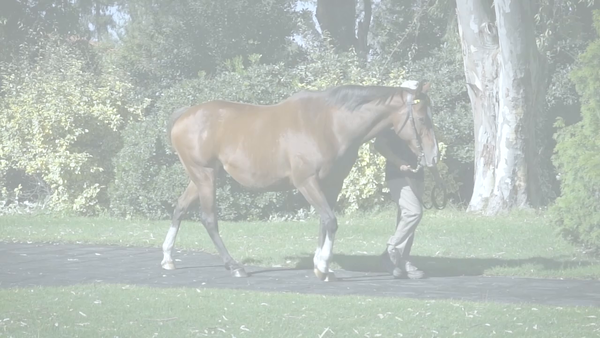 Lote EASTBOURNE (EASING ALONG -  PRINCESS GRANDSLAM)  Preñez por KING GUILLERMO