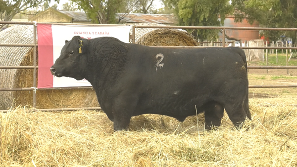 Lote TOROS ANGUS NEGROS  PC