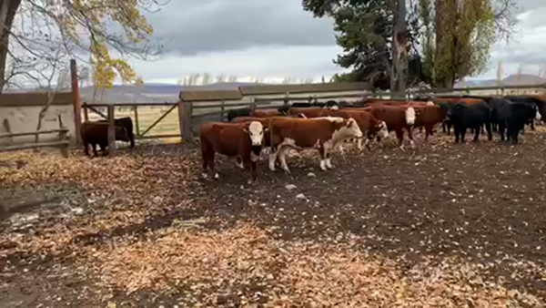 Lote 45 Novillo Engorda en Coyhaique, XI Región Aysén