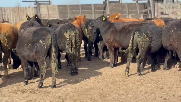 Lote 55 Terneros