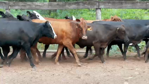 Lote 72 Vaquillonas P/ Servicio