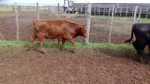 Lote 70 Terneros/as
