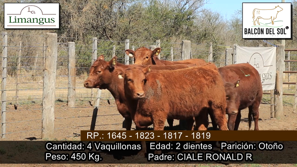 Lote 4 VAQUILLONAS PREÑADAS