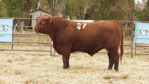 Lote TOROS ANGUS COLORADOS  PC