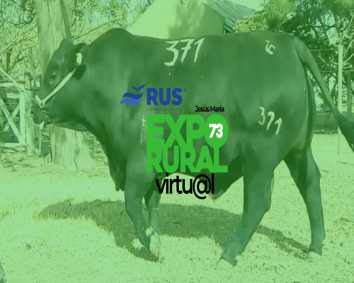 Lote TORO BRANGUS REG. AVANZADO