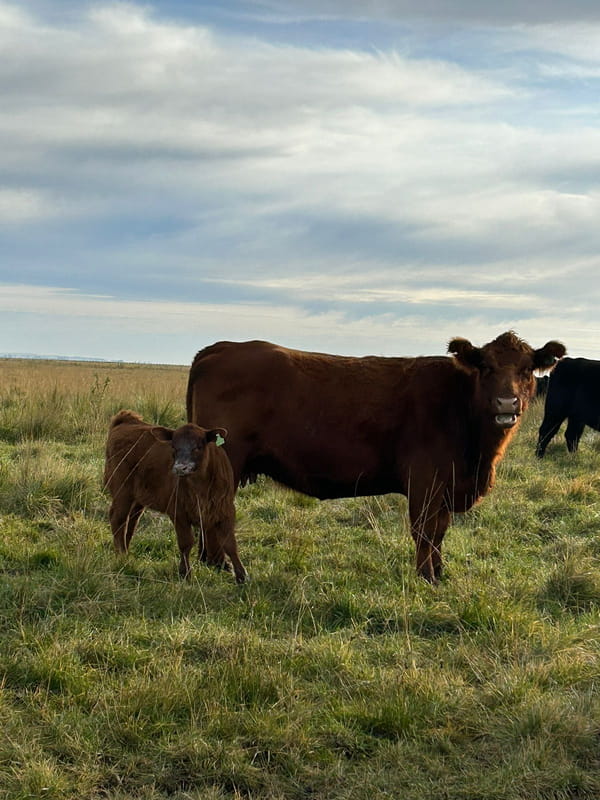 Lote 62 VACAS C/CRIAS