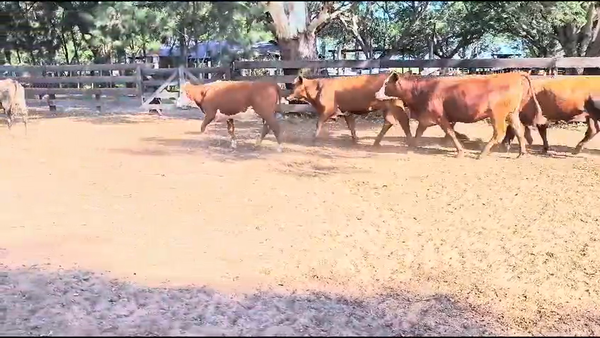 Lote 10 Vaquillonas C/ gtia de preñez