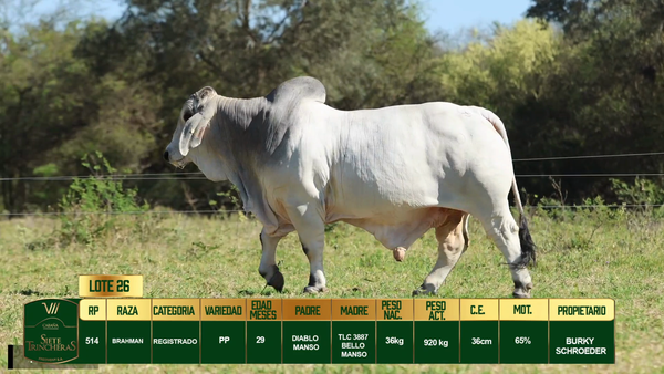 Lote LOTE 26