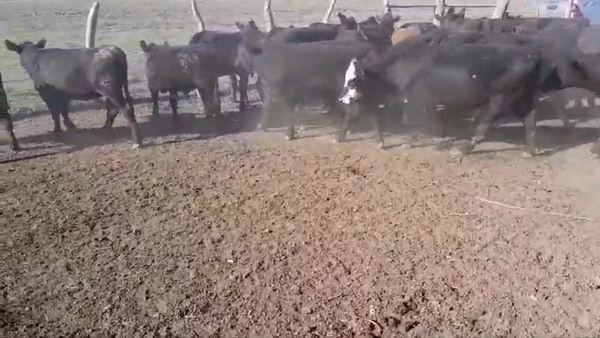 Lote 70 Terneros/as en Entre Ríos, San Salvador