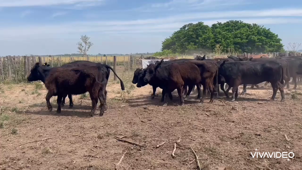 Lote 23 Vacas C/ gtia de preñez en Cañuelas, Buenos Aires