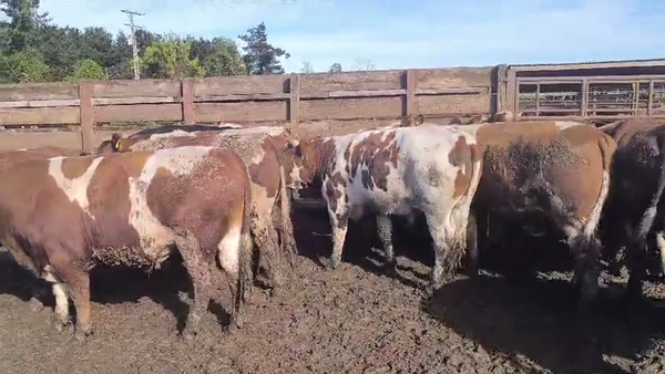 Lote 20 Novillo Gordo en Los Ángeles, VIII Región Biobío