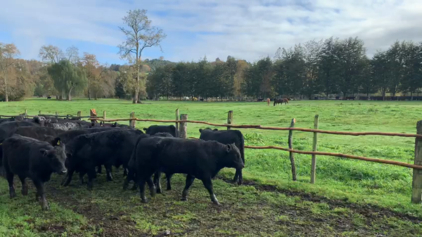 Lote 56 Ternero en Puyehue, X Región Los Lagos