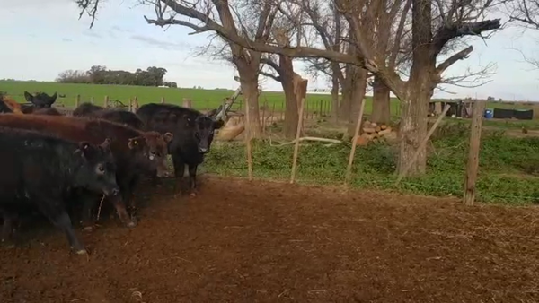 Lote 30 TERNS. HEMBRAS, T. LAUQUEN, BS. AS.