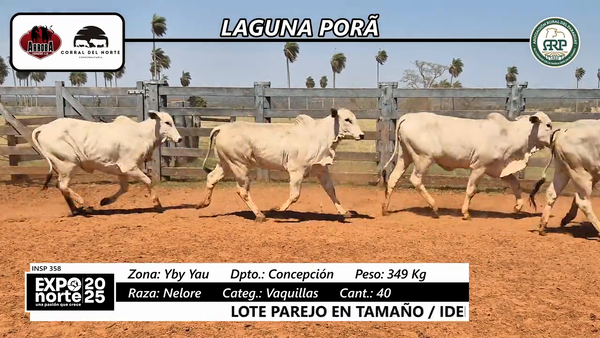 Lote Vaquillas
