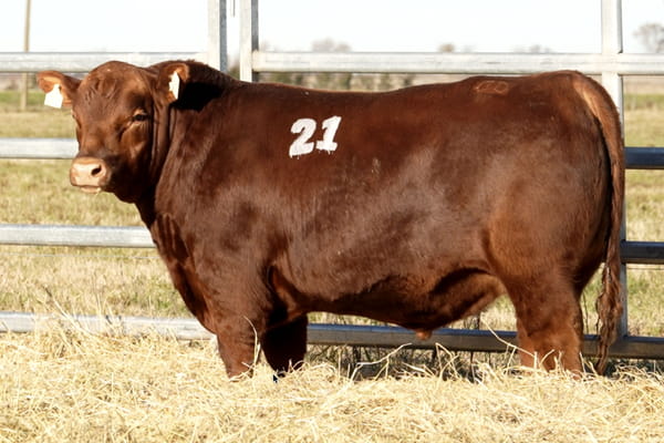 21 — TOROS ANGUS PUROS CONTROLADOS