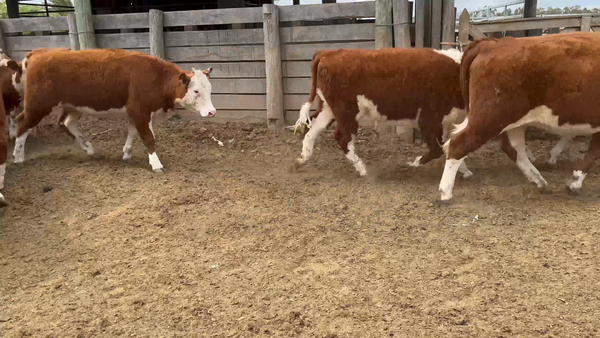 Lote 35 Vaquillonas 1-2 en Sauce,Canelones