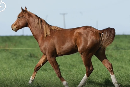 Lote PADRILLO CUARTO DE MILLA PURO DE PEDIGREE(CORRAL B)