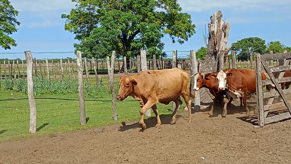 Lote 52 Vacas usadas preñadas