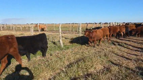 Lote 70 Terneros en Corrientes, Goya