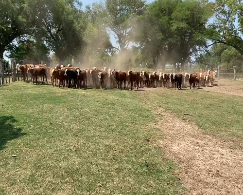 Lote 125 Terneros/as en Ituzaingó, Corrientes