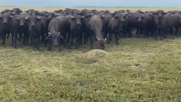 Lote 65 Terneros en Corrientes, San Miguel