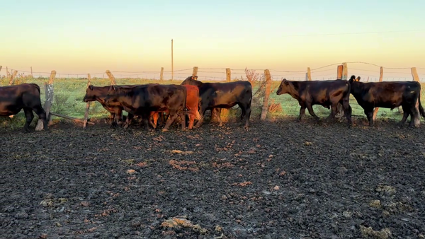 Lote NOVILLOS 2 A 3 AÑOS