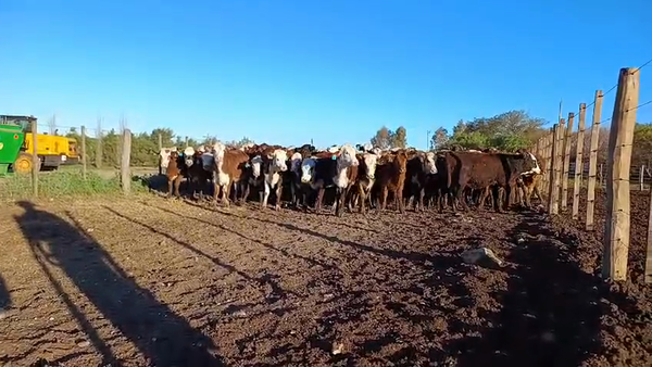 Lote 700 Terneros/as en Córdoba, Las Peñas