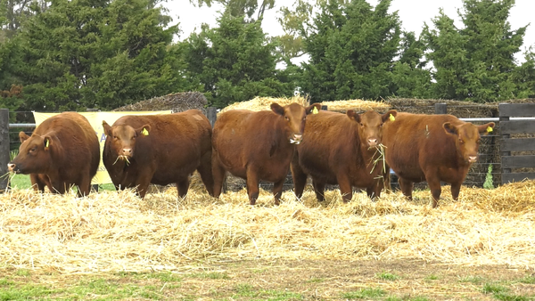 Lote VAQULLONAS A. ANGUS MAS COLORADAS PREÑADAS