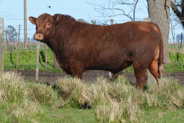 447 — Toros PC