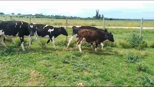 Lote 7 Terneras Holando 170kg -  en Libertad