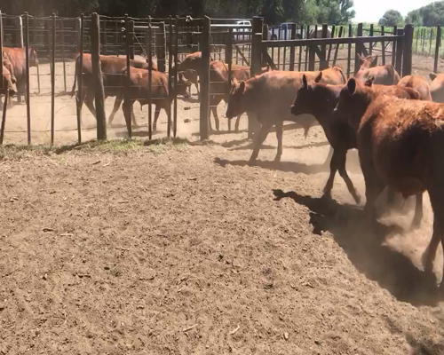 Lote 95 Terneros en Espartillar, Buenos Aires