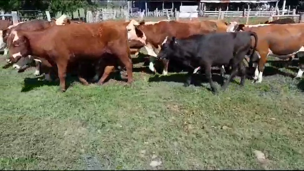 Lote 28 Novillitos en Villaguay, Entre Ríos