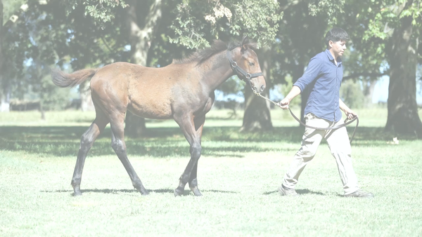 Lote ALMA GAUCHESCA (BACKYARD HEAVEN -  ALMA DINAMITA)
