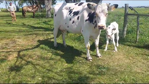 Lote (Vendido)Vacas de Invernada 450kg -  en Rodriguez