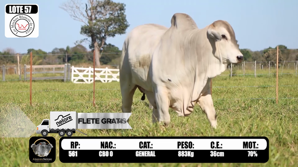 Lote LOTE   57 RP 561