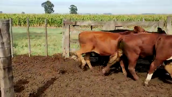 Lote 75 Novillitos en A. Alsina, Buenos Aires