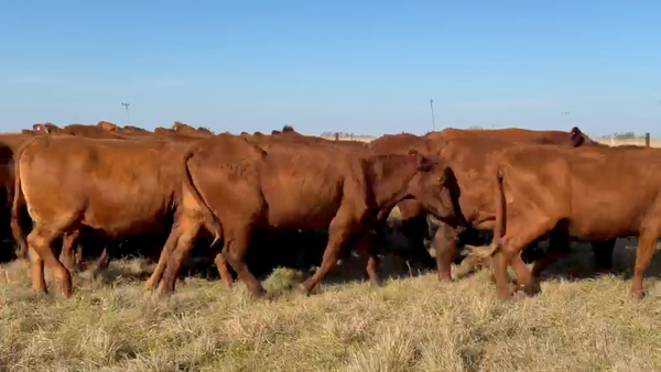 Lote 35 Vacas de invernar