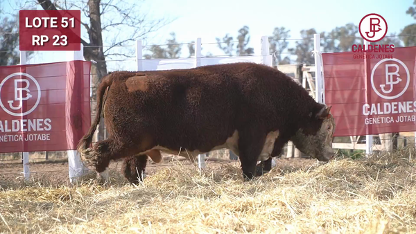 Lote Toro PR