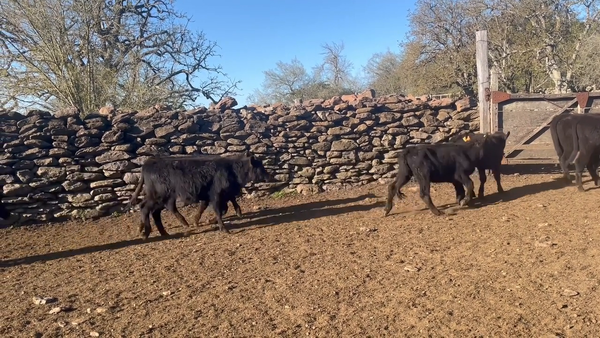 Lote Terneras