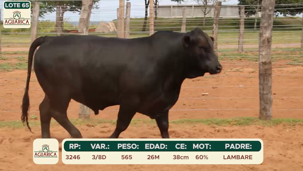 Lote LOTE 65