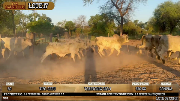 Lote LOTE 17