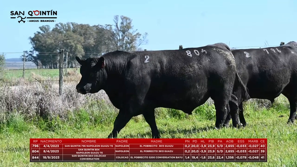Lote LOTE 2 - ABERDEEN ANGUS PI