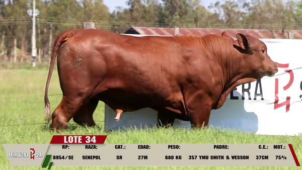 Lote LOTE 34