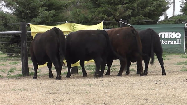 Lote VAQ.  ANGUS PC NEGRAS PREÑADAS PARICION PRIMAVERA