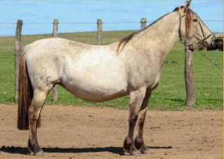 Lote PILPILCA 156 DE LA CASILLA