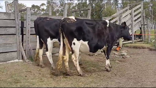 Lote VACAS HOLANDO PREÑADAS