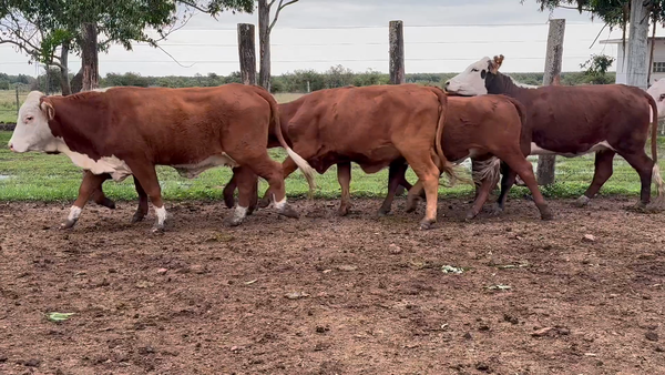 Lote 50 Vaquillonas C/ servicio